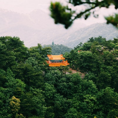 白天山上的绿树